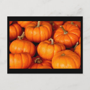 Pumpkins Vykort