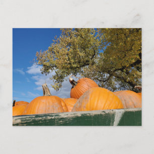 Pumpkins Vykort