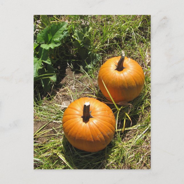 Pumpkins Vykort (Framsida)