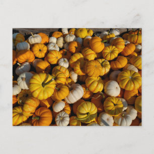 Pumpkins-vykort Vykort