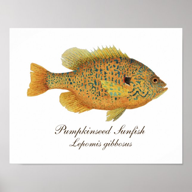 Pumpkinseed Art Poster (Framsidan)