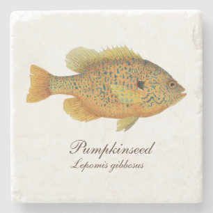 Pumpkinseed klumpfiskkustfartyg stenunderlägg