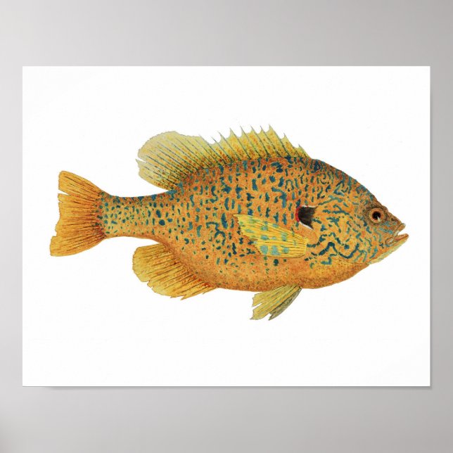 Pumpkinseed Sunfish Poster (Framsidan)