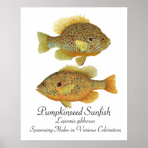 Pumpkinseed Sunfish Poster