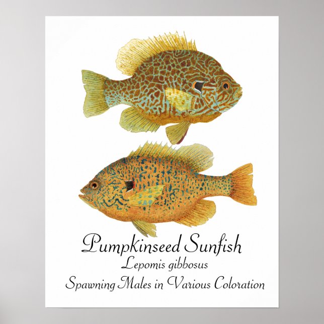 Pumpkinseed Sunfish Poster (Framsidan)