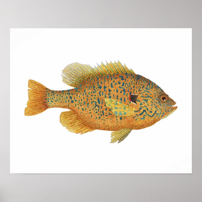 Pumpkinseed Sunfish-teckningar Poster (Framsidan)