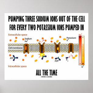 Pumpning av tre natriumjoner utanför cellen (Na-K- Poster
