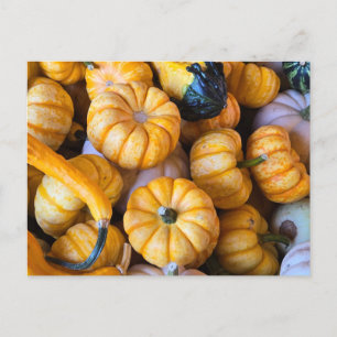 Pumpor och gourder helg vykort
