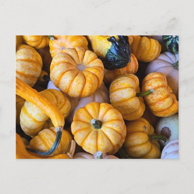 Pumpor och gourder helg vykort (Framsida)