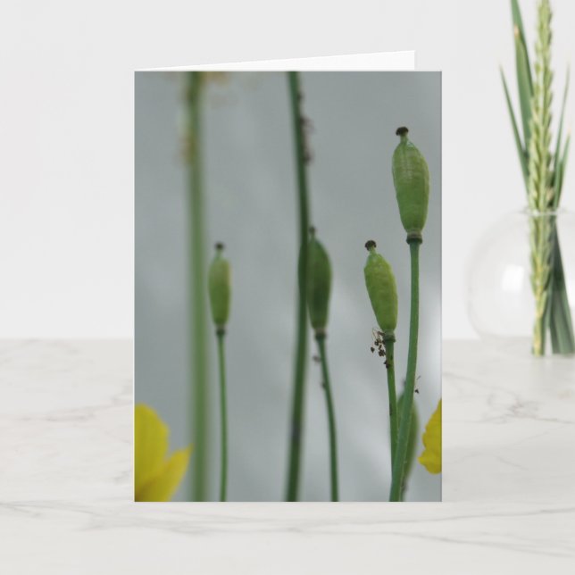 Pumpor och skugga 11 Floral Photography Hälsning C Kort (Framsida)