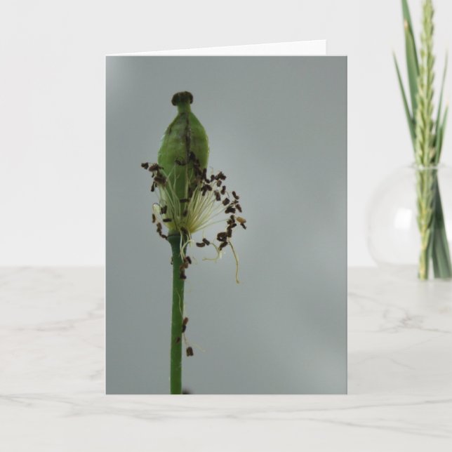 Pumpor och skugga 12 Floral Photography Hälsning C Kort (Framsida)