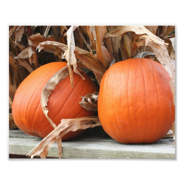 Pumpor och torkade Maj-stalkar hösten 8x10 Fototryck (Framsidan)