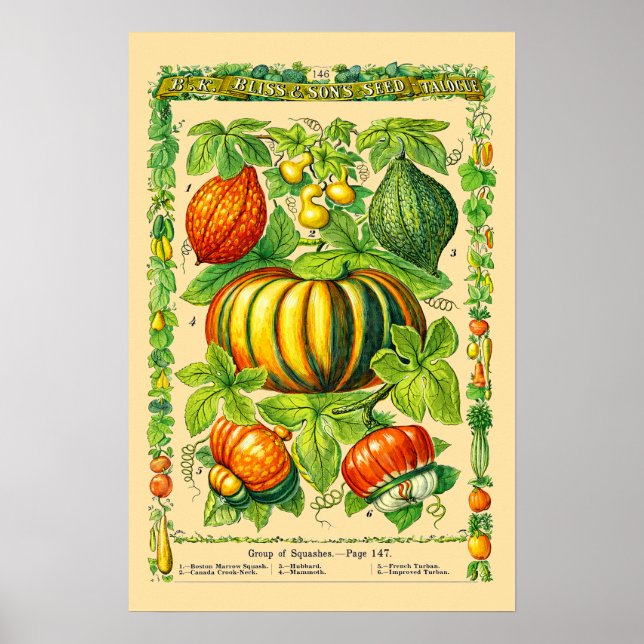 Pumsvarieteter Retro Viktoriansk Tid Botanisk Kons Poster (Framsidan)