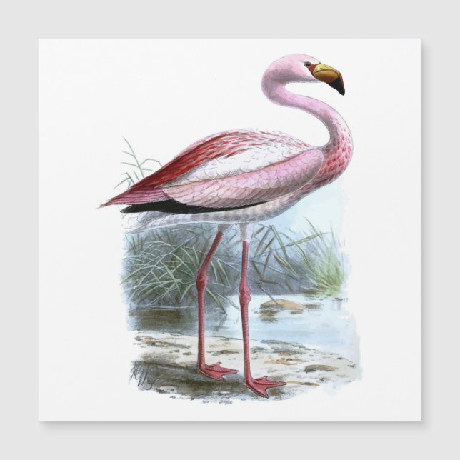 Puna Flamingo Vintage Illustration (Framsida)