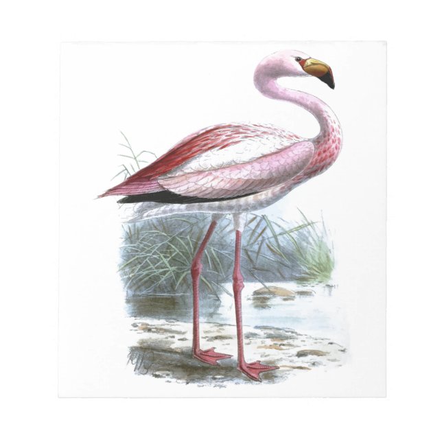 Puna Flamingo Vintage Illustration Anteckningsblock (Framsida)