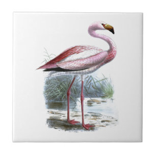 Puna Flamingo Vintage Illustration Kakelplatta