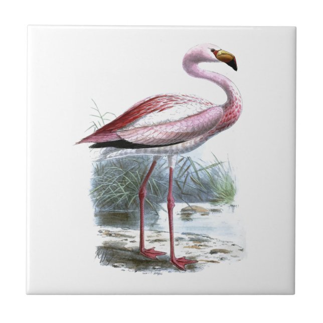Puna Flamingo Vintage Illustration Kakelplatta (Framsidan)