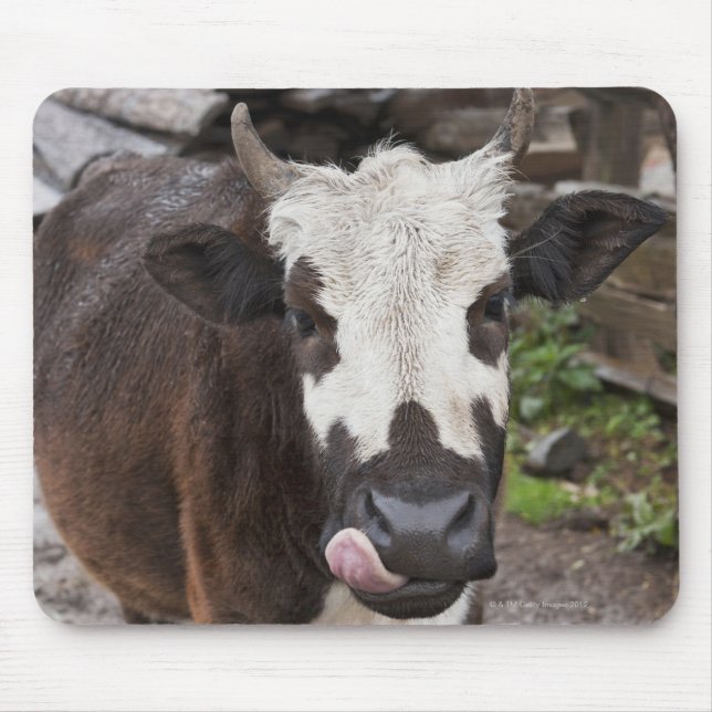 punakha distriktet bhutan musmatta (Framsidan)