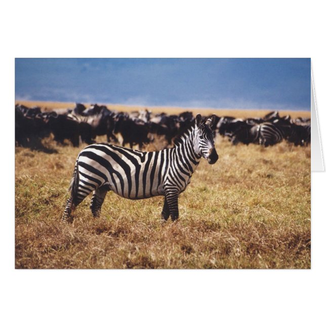 Pundamilia (sebra) hälsningskort (Framsidan Horizontal)