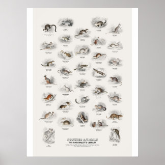 Pungdjur - Naturalist's Library Poster