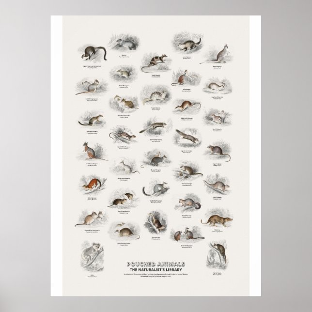 Pungdjur - Naturalist's Library Poster (Framsidan)