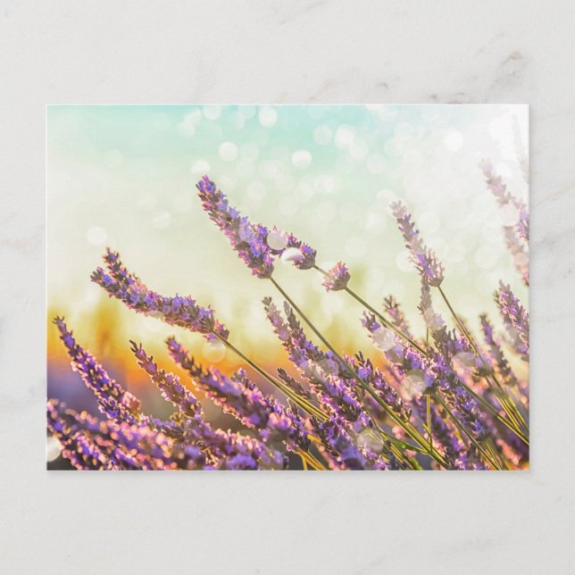 Punglande lavender vykort (Framsida)
