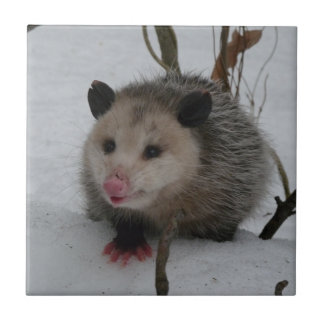 Pungråtta Kakelplatta