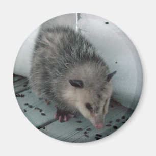 pungråtta magnet