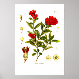 Punica granata (granatäpple) poster
