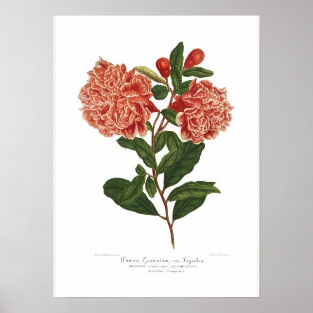 Punica granatum poster (Framsidan)