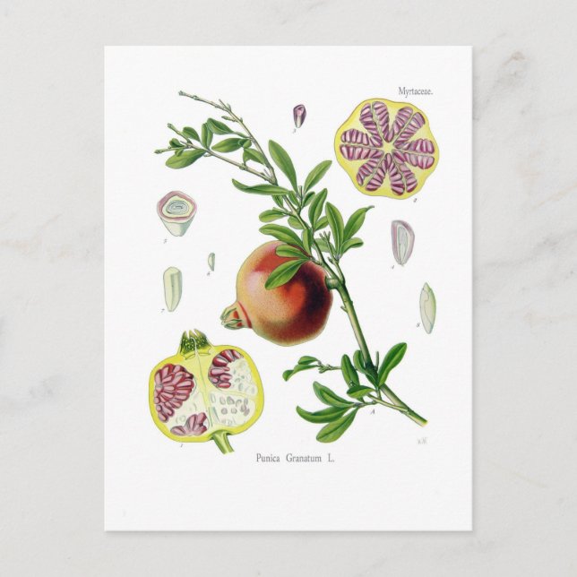 Punicagranatum (pomegranaten) vykort (Framsida)