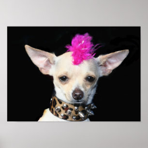 Punk Chihuahuaaffisch Poster
