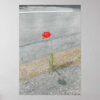 Punk Poppy (Arthur) Poster