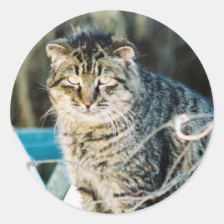 Punk Sten Feral Tom Cat Runt Klistermärke