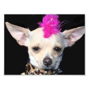 Punk stenChihuahua Fototryck