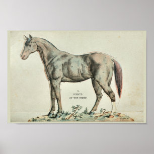 Punkter i Vintagen Horse Anatomy Print Poster