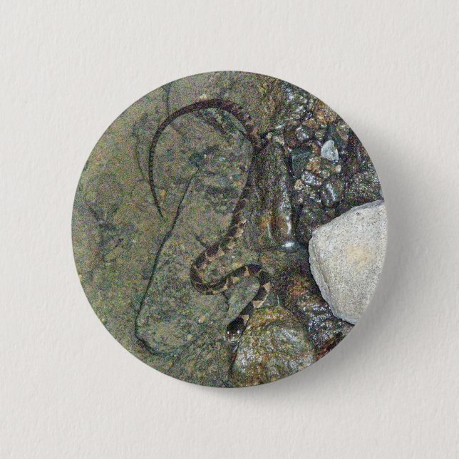 Punkter om Snake (Nerodia sipedon) baby i NordVatt Knapp (Framsida)