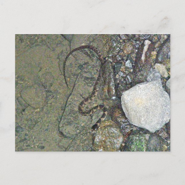 Punkter om Snake (Nerodia sipedon) baby i NordVatt Vykort (Framsida)