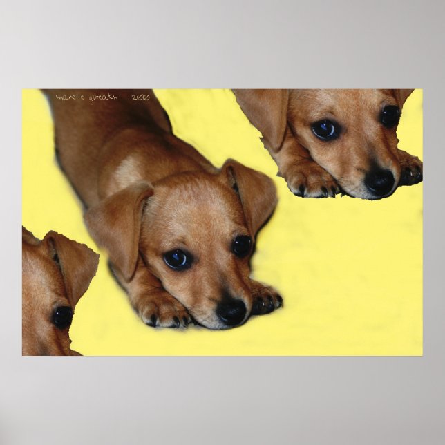 PUPNOS POSTER (Framsidan)