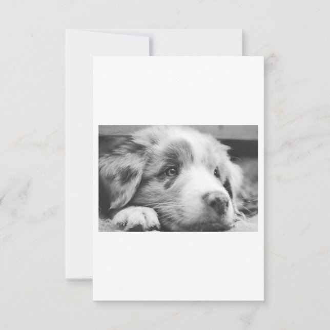 Puppabb, australian shepherd (Framsida)