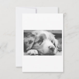 Puppabb, australian shepherd