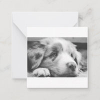 Puppabb, australian shepherd