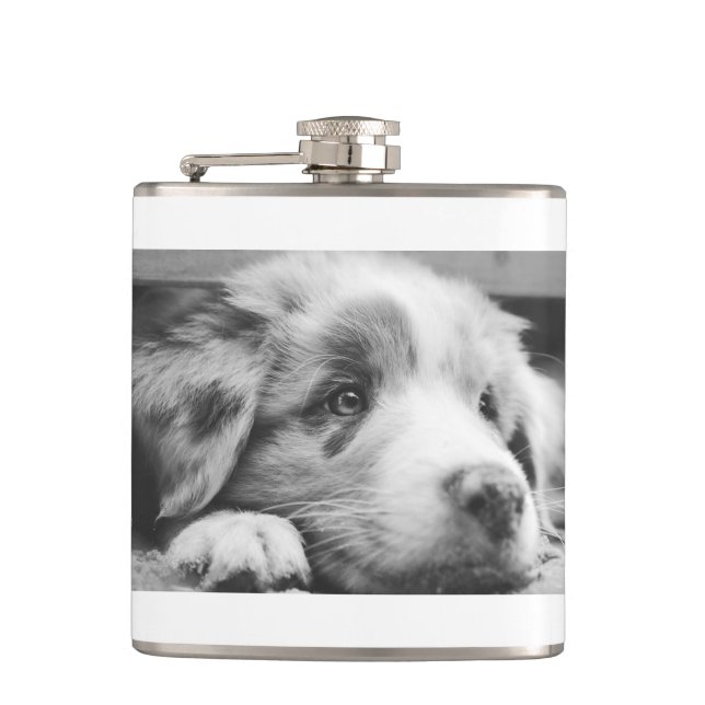 Puppabb, australian shepherd fickplunta (Framsidan)