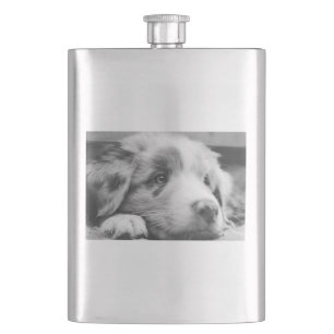 Puppabb, australian shepherd fickplunta