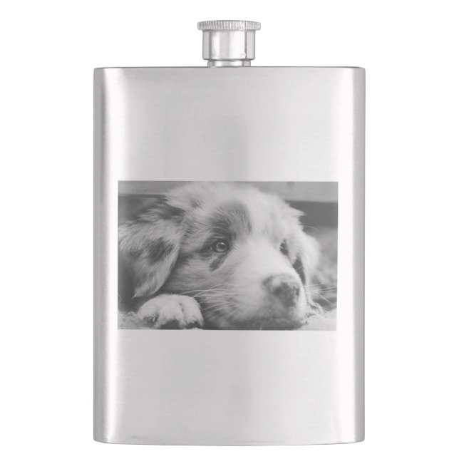 Puppabb, australian shepherd fickplunta (Framsidan)