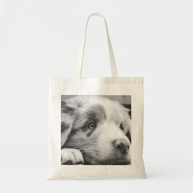 Puppabb, australian shepherd tygkasse (Framsidan)