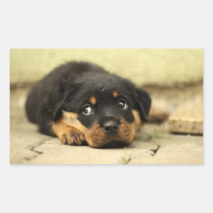 Puppadogm Rektangulärt Klistermärke