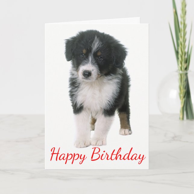 Puppen Australian shepherd Grattis på födelsedagen Kort (Framsida)