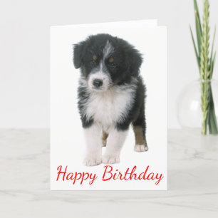 Puppen Australian shepherd Grattis på födelsedagen Kort