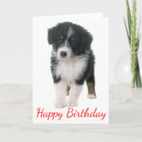 Puppen Australian shepherd Grattis på födelsedagen